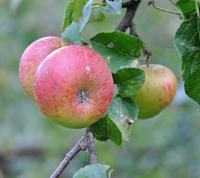 Lord Lambourne æble